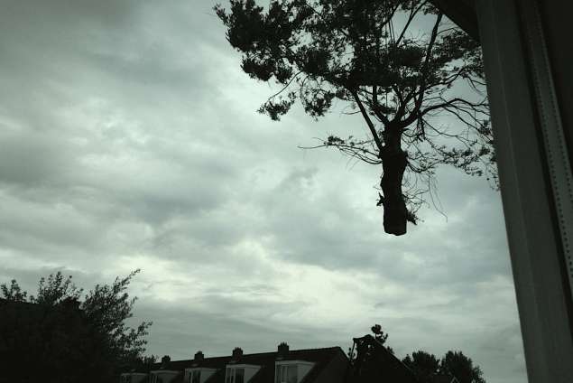 bomen rooien in Heusden